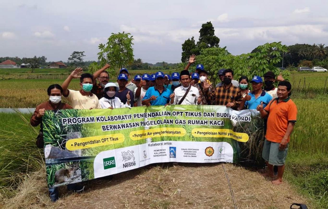 Panen Dan Evaluasi Program Kolaboratif Pengendalian Tikus Dan Budidaya Padi