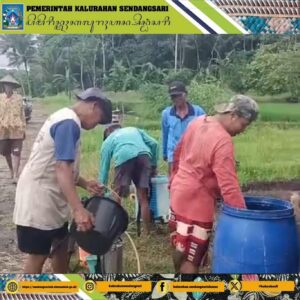 Penyemprotan Massal Pengendalian Hama Sundep pada Pertanian Padi Plembon