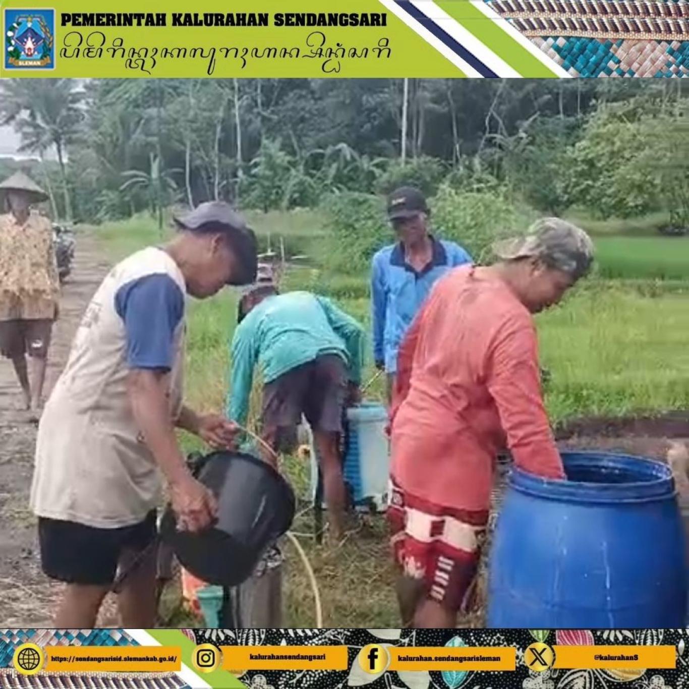 Penyemprotan Massal Pengendalian Hama Sundep pada Pertanian Padi Plembon