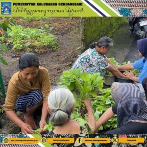 Pembersihan Rumput, Panen Bayam, dan Pemupukan Sayuran Ponska KWT ABADI