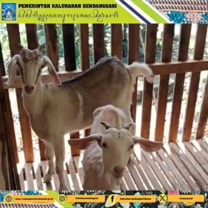 Penyerahan Bantuan Pengembangan Unit Usaha Ternak Kambing ke Bumdes Sari Mumpuni