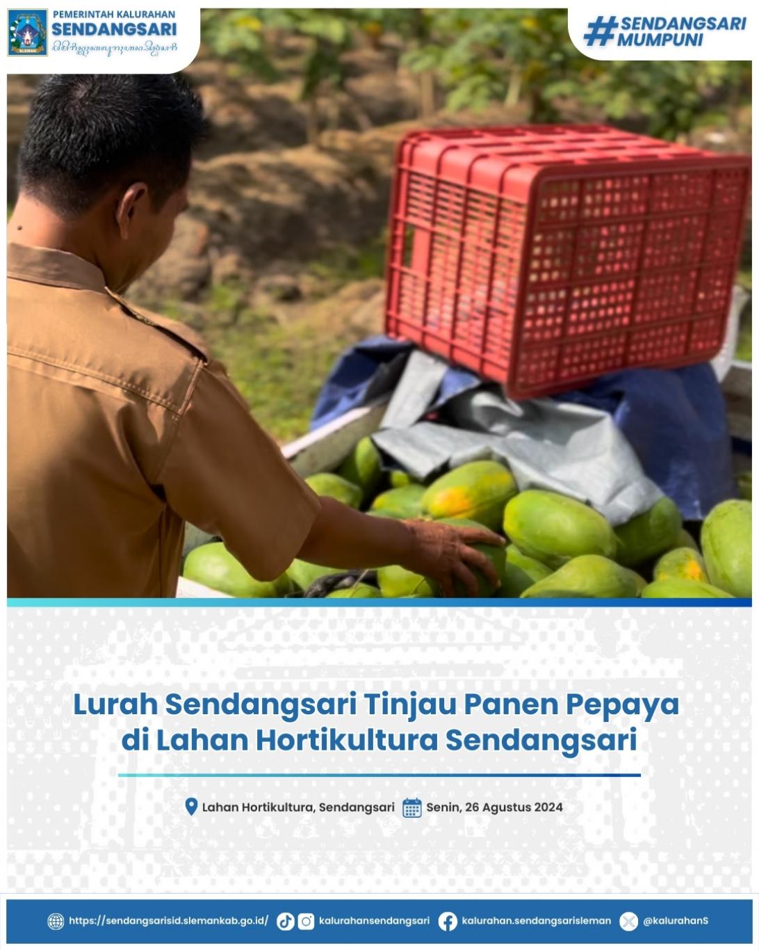 Lurah Sendangsari Tinjau Panen Pepaya di Lahan Hortikultura Sendangsari