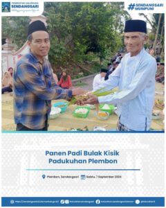 Panen Padi Bulak Kisik Padukuhan Plembon
