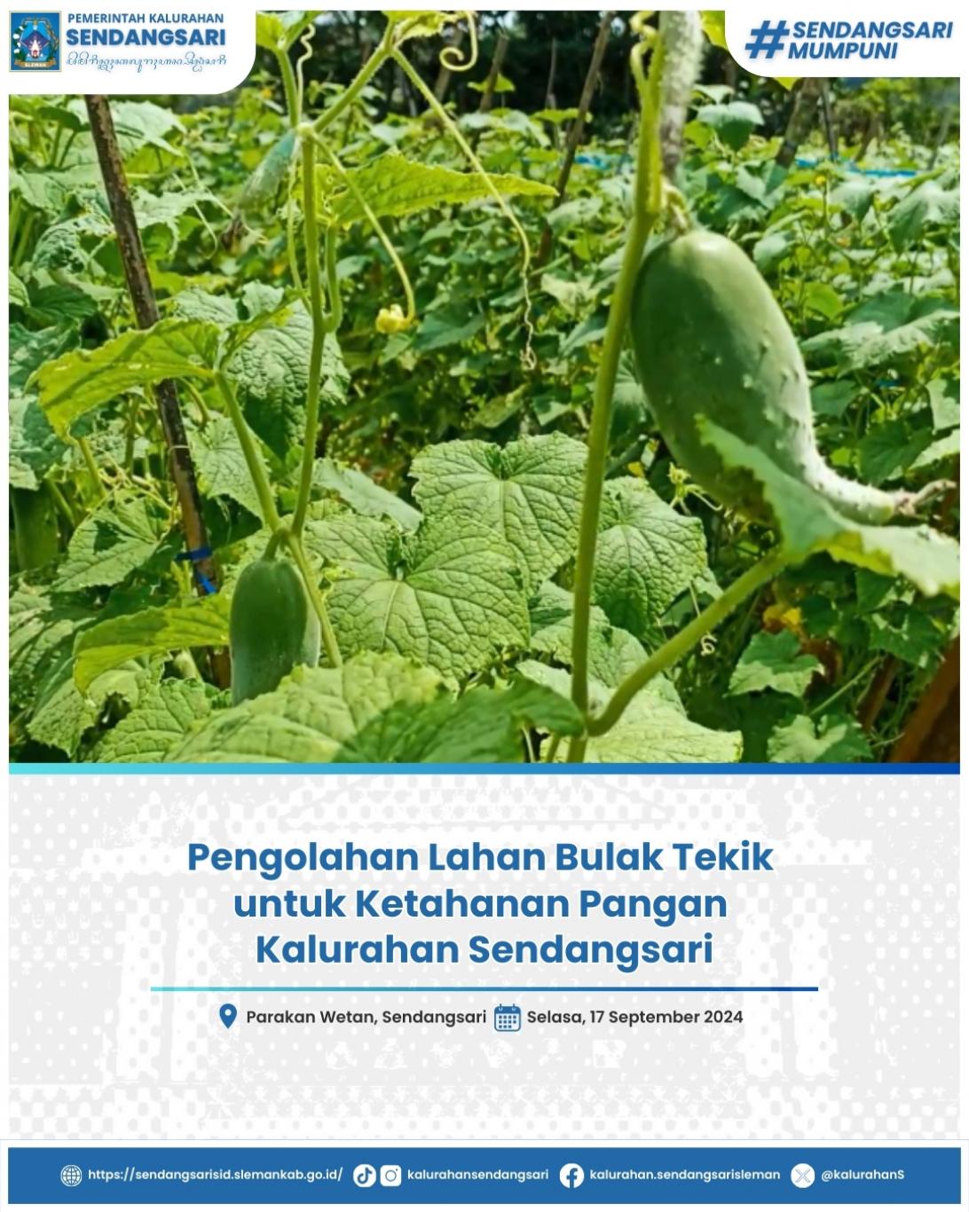 Pengolahan Lahan Bulak Tekik untuk Ketahanan Pangan Kalurahan Sendangsari