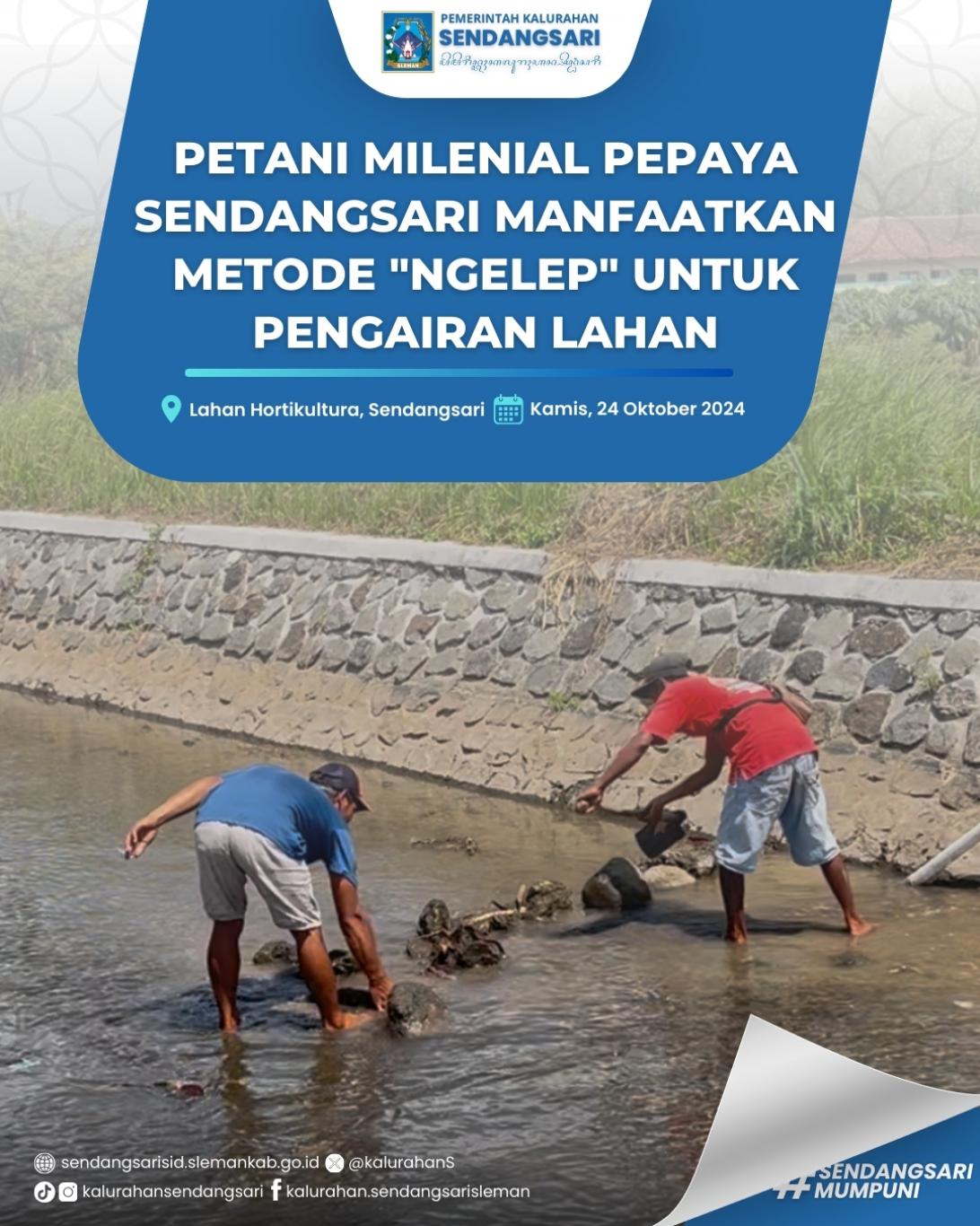 Petani Milenial Pepaya Sendangsari Manfaatkan Metode “Ngelep” untuk Pengairan Lahan