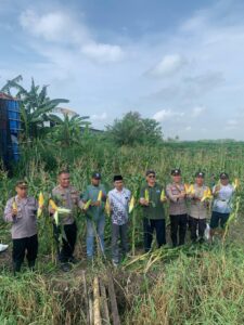 Proses panen jagung ketahanan pangan Polsek Minggir bersama Kalurahan Sendangsari