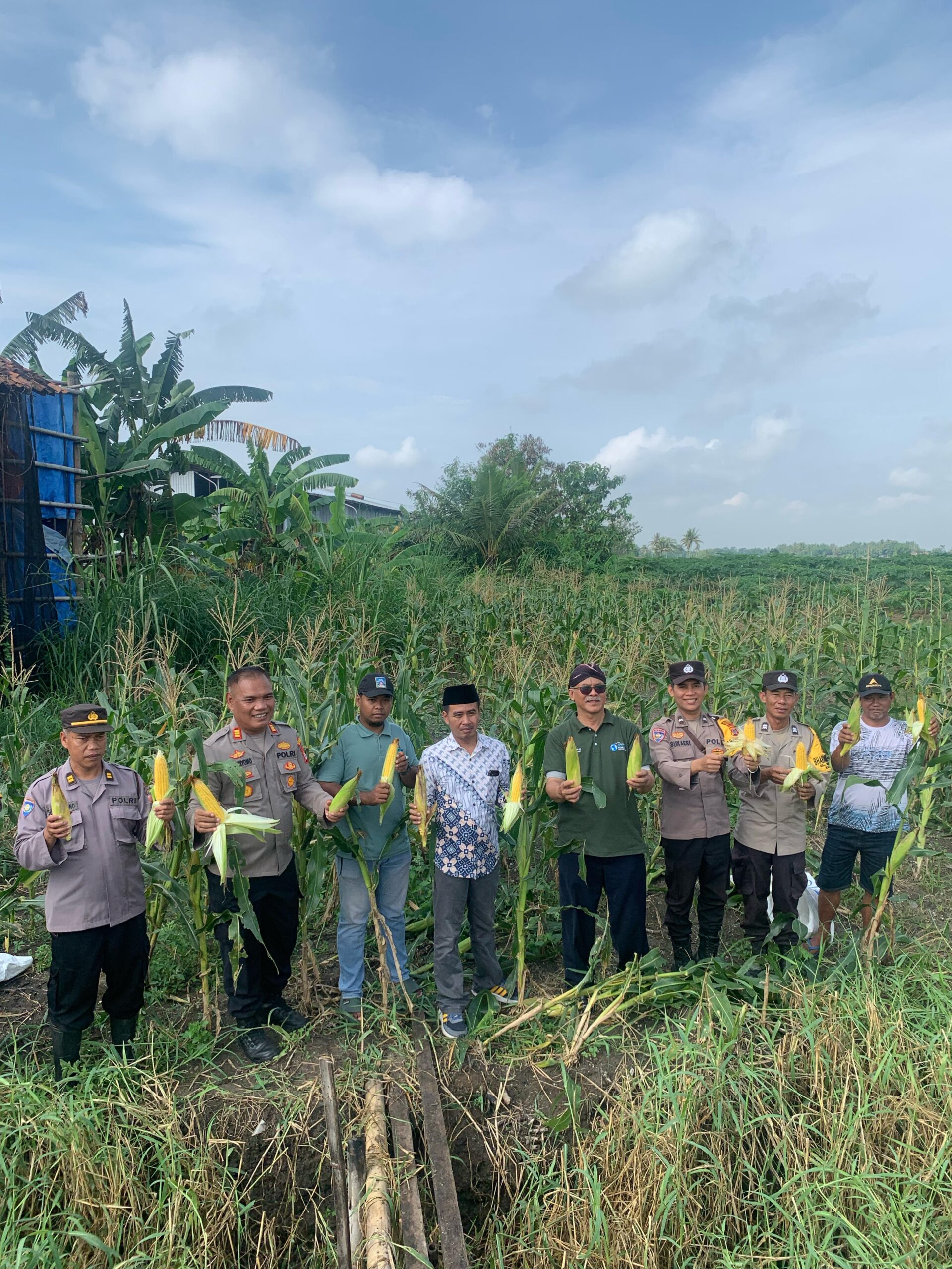 Proses panen jagung ketahanan pangan Polsek Minggir bersama Kalurahan Sendangsari