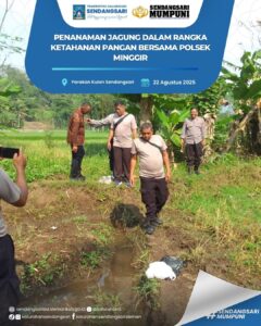 Polsek Minggir Kembali Melaksanakan Penanaman Jagung Dalam Rangka Program Ketahanan Pangan