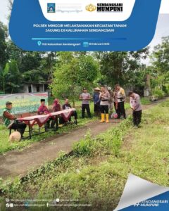 POLSEK MMINGGIR MELAKSANAKAN KEGIATAN PENANAMAN JAGUNG DI KALURAHAN SENDANGSARI